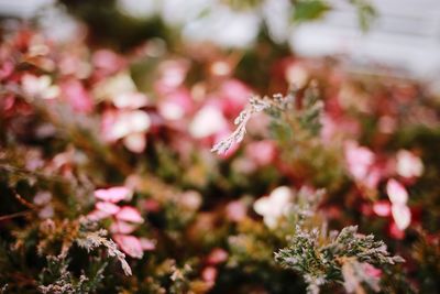 Close-up of pink flowering plant