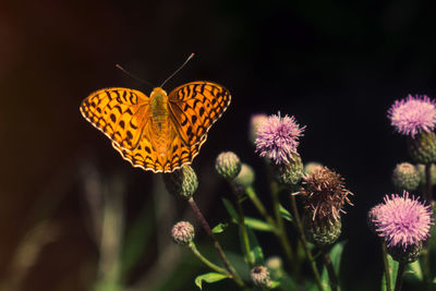 Butterfly pollinating on flower