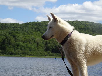 Side view of dog in water against sky