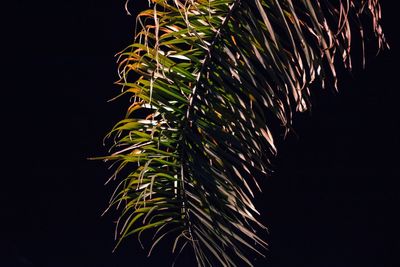 Low angle view of plant against sky at night