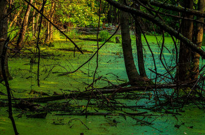 Scenic view of lake in forest