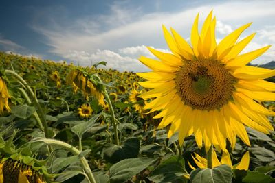 Sunflower field against sky