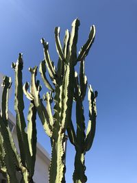 Low angle view of prickly pear cactus against clear blue sky