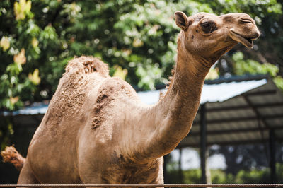 Close-up of camel