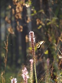 Side view of butterfly on flowers against blurred background