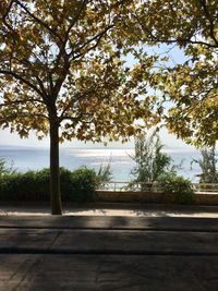 Trees by sea against clear sky