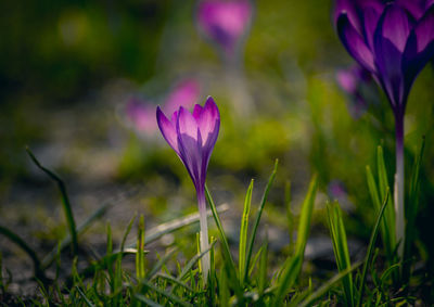 Purple crocuses blooming on field