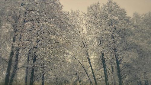 Bare trees against sky