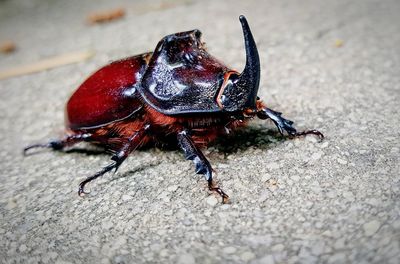 Close-up of insect