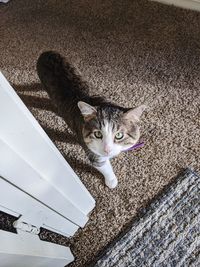 High angle portrait of cat relaxing outdoors