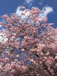 Low angle view of pink flowers blooming on tree