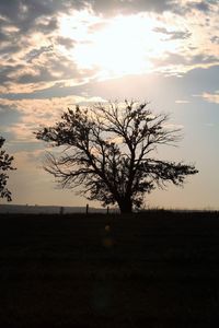 Silhouette tree on field against sky during sunset