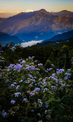 Purple flowering plants on land against sky