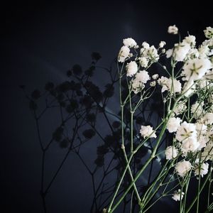 Close-up of white flowers