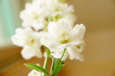 Close-up of white flowers