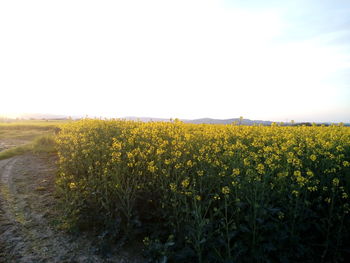 Yellow flowers growing in field against clear sky