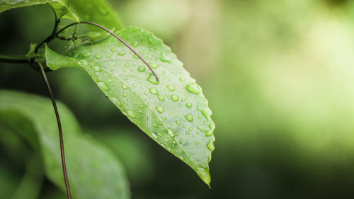 Close-up of wet plant leaves