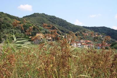 Plants and buildings against sky