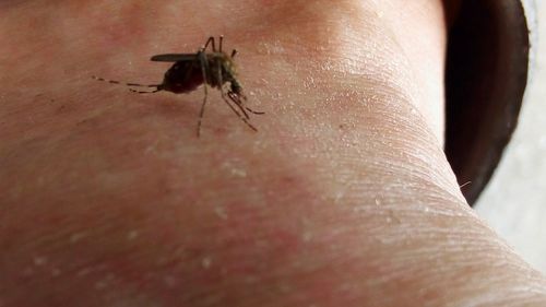 Close-up of insect on hand