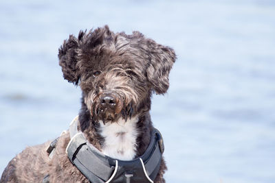 Close-up of dog looking at camera