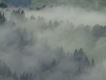 Trees in foggy weather against sky