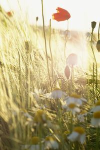 Close-up of flowering plants on field