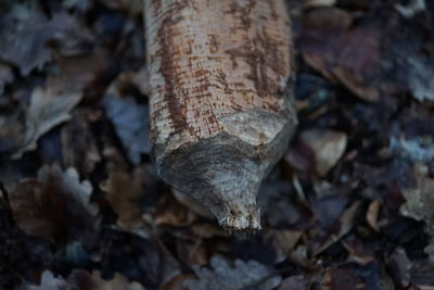 Close-up of tree trunk on field in forest