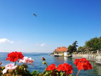 Close-up of flowers by bodensee lake against sky