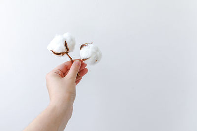 Close-up of hand holding apple against white background