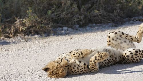 Gepard resting on a street in namibia 