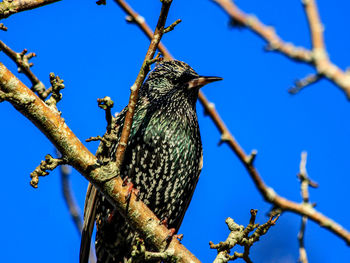 Low angle view of bird perching on tree