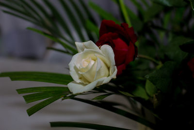 Close-up of rose against blurred background