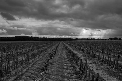 Scenic view of vineyard against cloudy sky