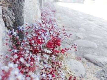 Close-up of flowers against blurred background