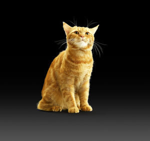 Cat looking away while sitting against black background