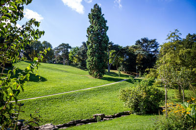 Trees on field against sky