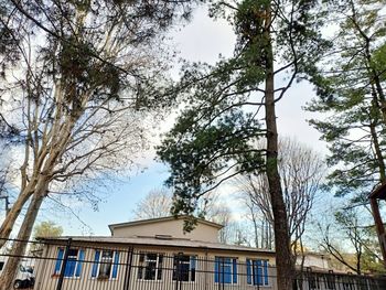 Low angle view of tree and building against sky