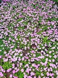 Full frame shot of pink flowering plants