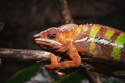 Close-up of chameleon on plant