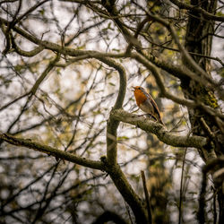 Low angle view of bird perching on tree