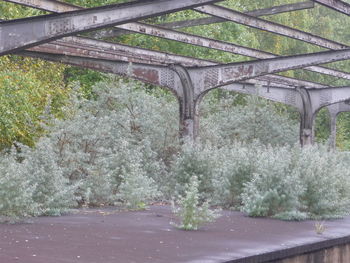 Plants by trees by bridge