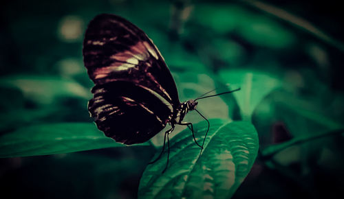 Close-up of butterfly on leaf