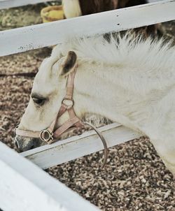 Close-up of white horse