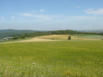 Scenic view of grassy field against sky