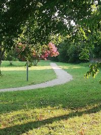 Scenic view of flowering trees in park