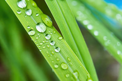 Close-up of raindrops on leaves