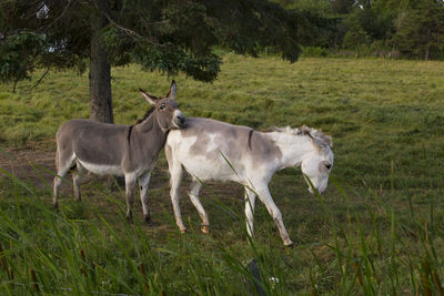 Cute dove grey and white contentin donkey leaning its head on other animal walking in field