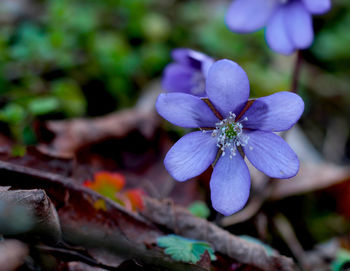 Close-up of purple flowering plant