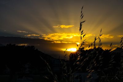 Plants growing on hill against sky during sunset