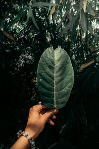 Cropped hand of woman holding leaf against plants